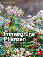 Immergrüne Pflanzen – Struktur, Farbe und Blüten – Gestalten mit Gehölzen und Stauden